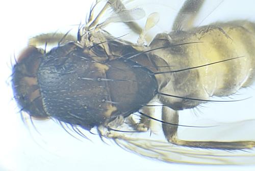 Leptocera caenosa